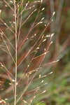 Florida dropseed